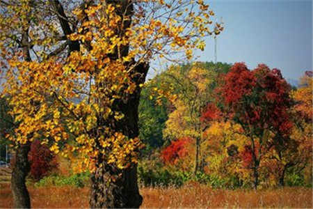 云南省成人高考如何查詢錄取結果？